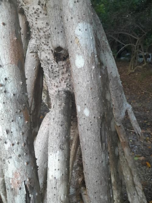 Thatch Pandanus reference