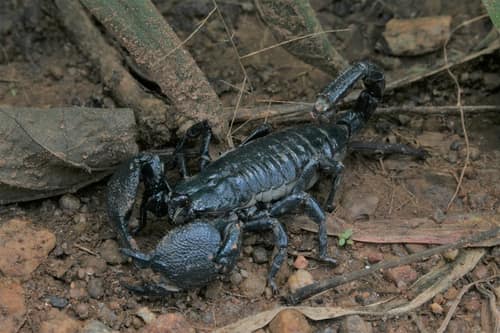 Emperor Scorpion reference