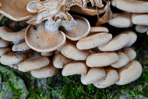 Bitter Oyster reference