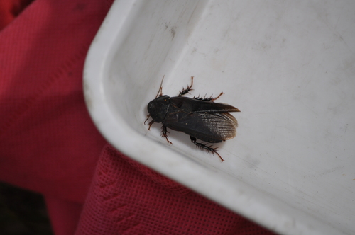 Australian Wood Cockroach reference