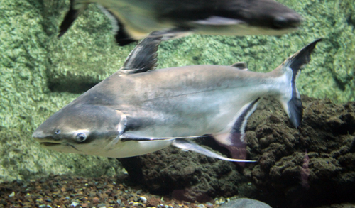 Giant Pangasius reference