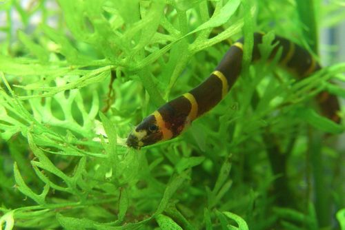 Kuhli Loach reference