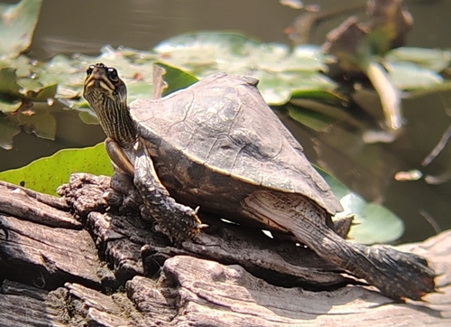 Indian Roofed Turtle reference