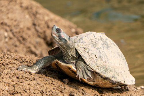 Indian Tent Turtle reference