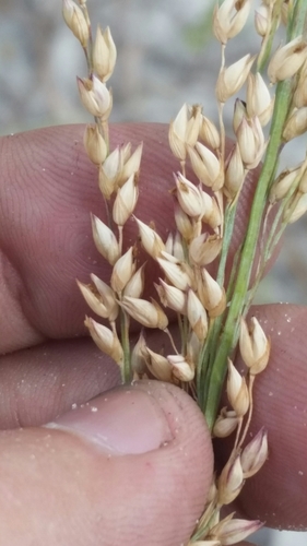 Bitter Panicgrass reference