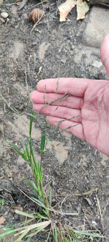 Fall Panicgrass reference