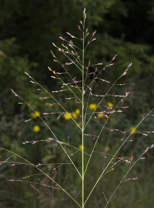 Switchgrass reference