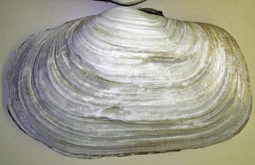 Pacific Geoduck reference