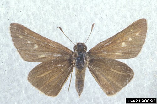 Ocola Skipper reference