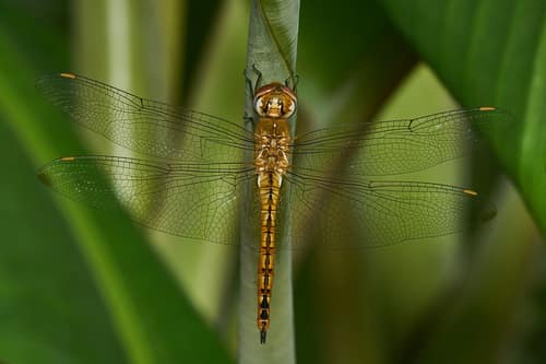 Wandering Glider reference