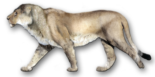 American Lion reference