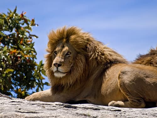 African Lion reference