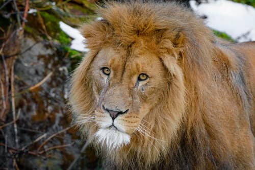 Lion reference