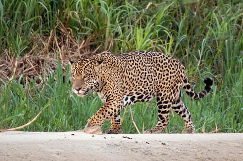 Jaguar reference