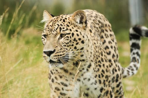 Persian Leopard reference