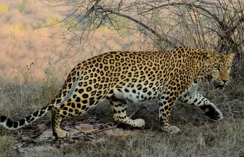Leopard reference