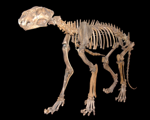 Cave Lion reference