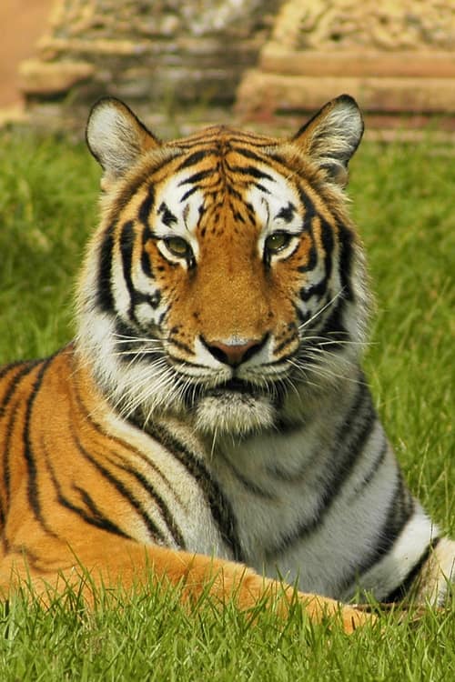 Bengal Tiger reference