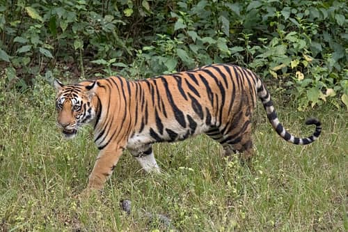 Bengal Tiger reference