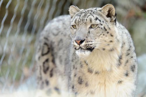 Snow Leopard reference