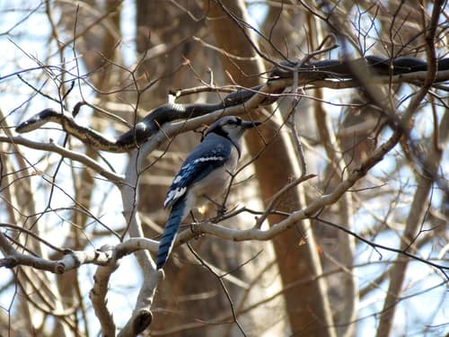 Eastern Ratsnake reference