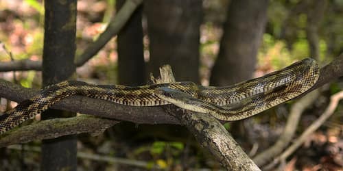 Western Ratsnake reference