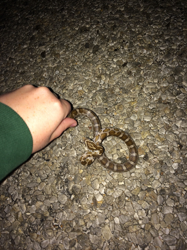 Slowinski's Corn Snake reference