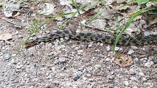 Eastern Foxsnake reference