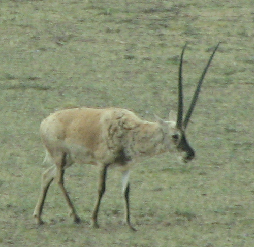 Tibetan Antelope reference