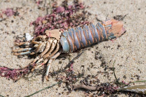 California Spiny Lobster reference