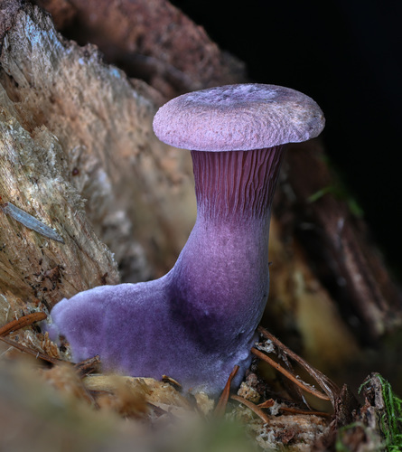Lilac Bracket reference