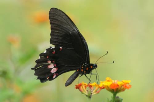 Ruby-spotted Swallowtail reference