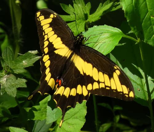 Giant Swallowtail reference