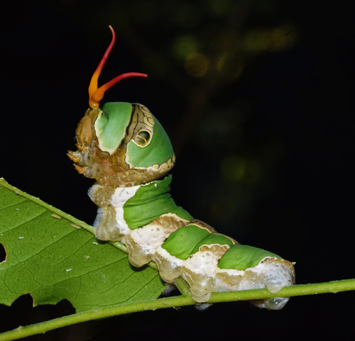 Citrus Swallowtail reference