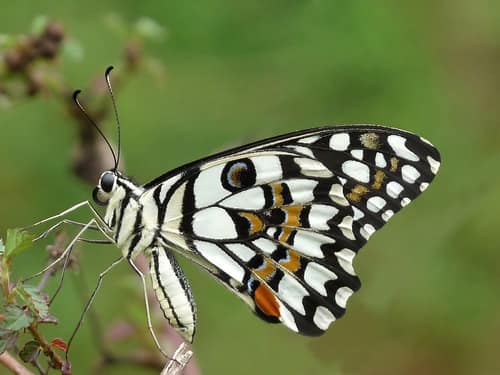 Lime Butterfly reference