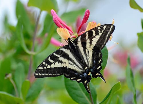 Pale Swallowtail reference