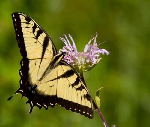 Eastern Tiger Swallowtail reference