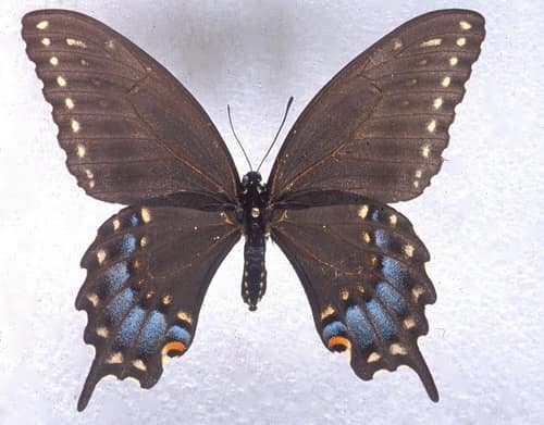 Ozark Swallowtail reference