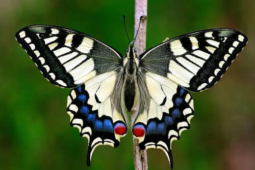 Old World Swallowtail reference