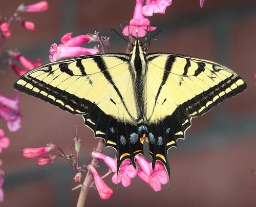 Two-tailed Swallowtail reference