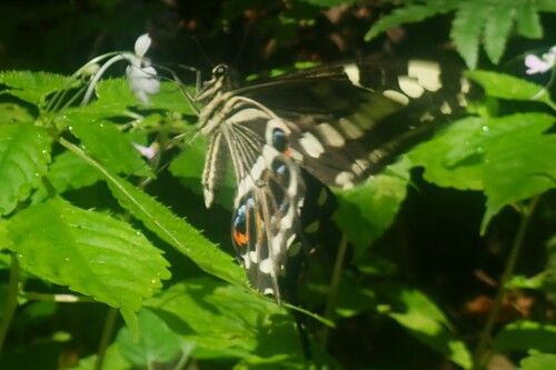 Emperor Swallowtail reference