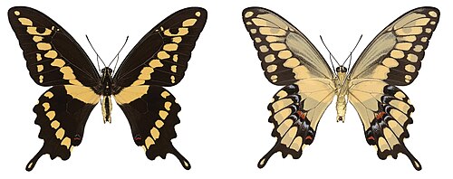 Western Giant Swallowtail reference