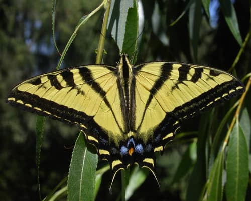 Western Tiger Swallowtail reference