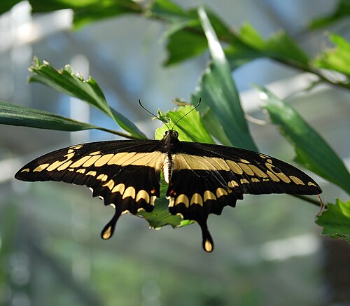Thoas Swallowtail reference
