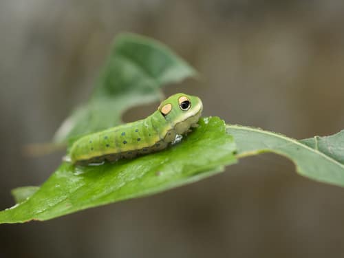 Spicebush Swallowtail reference
