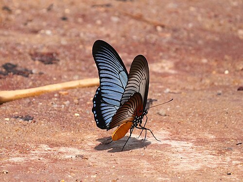 Giant Blue Swallowtail reference