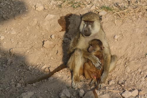 Yellow Baboon reference