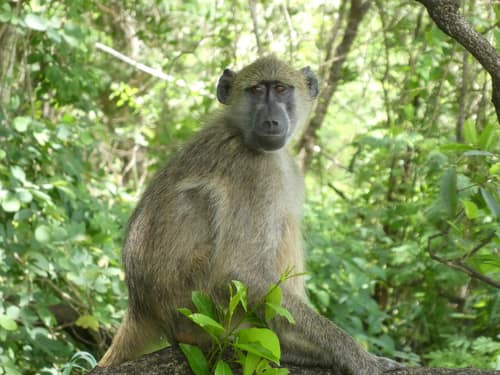 Chacma Baboon reference