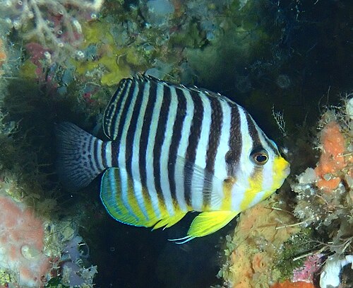 Many-banded Angelfish reference