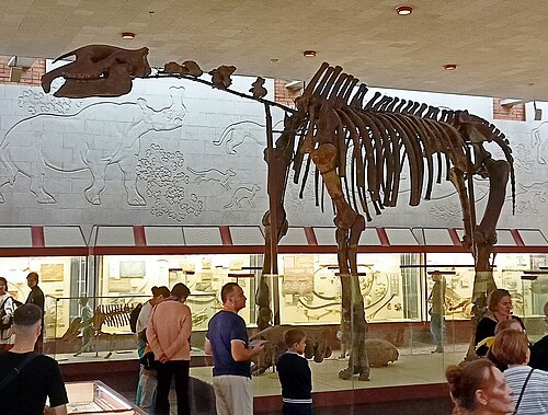 Giant Baluchitherium reference